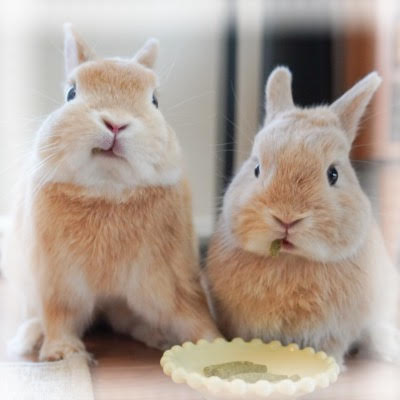 うさきちうさみち